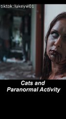 Cats and Paranormal Activity Shorts Video