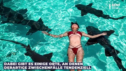Gefahr durch Haie: Hier ist tendenziell häufiger mit Angriffen zu rechnen