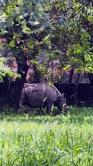 A symbol of raw power and ancient majesty. #IndianRhinoceros #WildlifeIndia