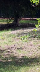 A powerful symbol of strength and serene beauty in the wild. #TigerResting #WildlifeIndia