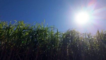 Cane growers turn leftover pulp into sustainable fuel