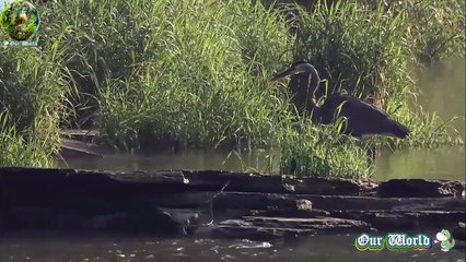 Great Heron - Majestic Bird of the Wetlands 03 - Nature's Wonders