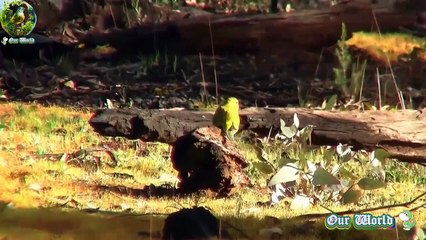 Elegant Parrot - Captivating Bird Species - Beautiful Bird Breeds