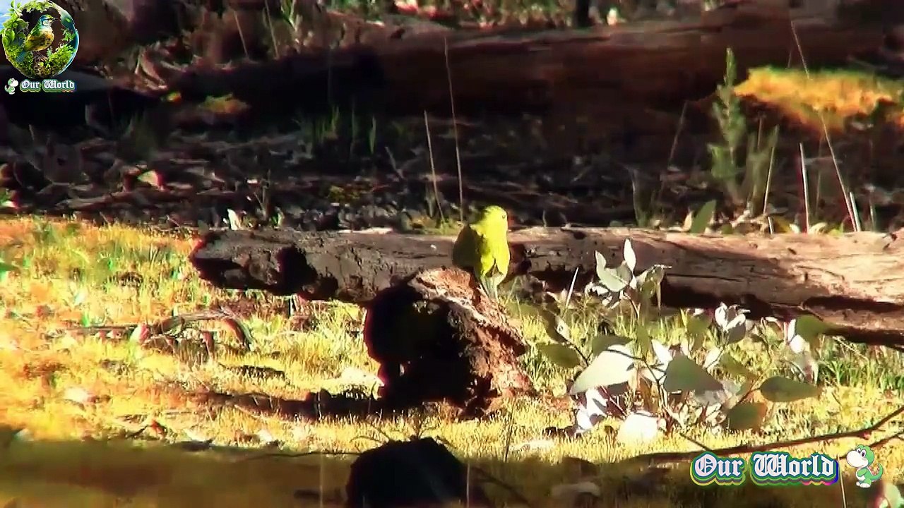 Elegant Parrot - Captivating Bird Species - Beautiful Bird Breeds