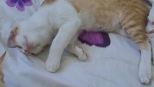Cats and Dogs Sleeping | Compilation Animaux Drôles 2025