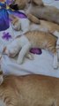 Cats and Dogs Sleeping | Compilation Animaux Drôles 2025