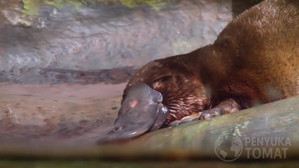 FAKTA UNIK PLATYPUS: Hewan Gabungan seperti  Bebek dan Berang-berang yang Nyata Ada!