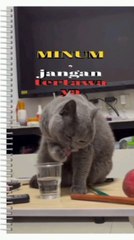 Cat drinking