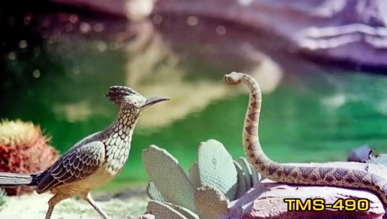 Mine Train Through Nature's Wonderland--Disneyland History--TMS-490