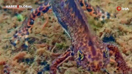 Artvin’de nesli tehlike altındaki Kafkas semenderi görüntülendi