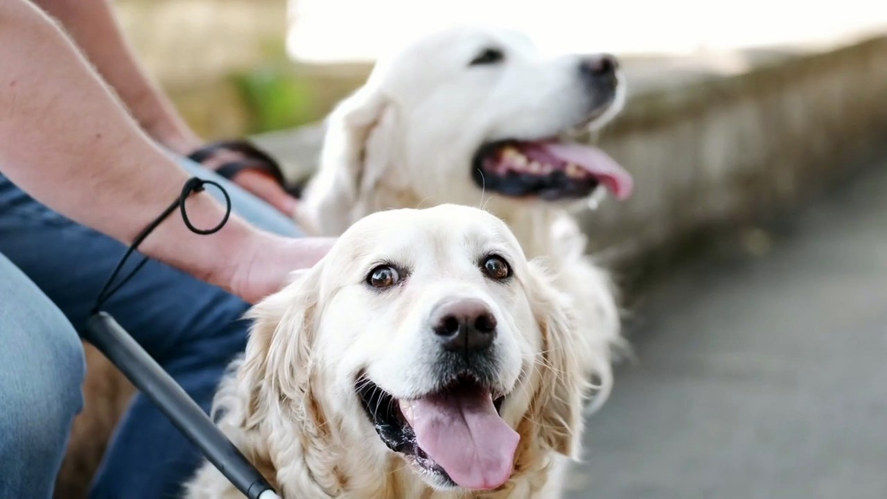 Os animais mais fofos do mundo N•116