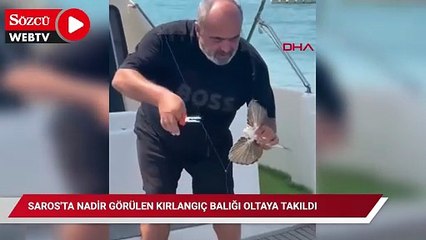 Saros'ta nadir görülen kırlangıç balığı oltaya takıldı