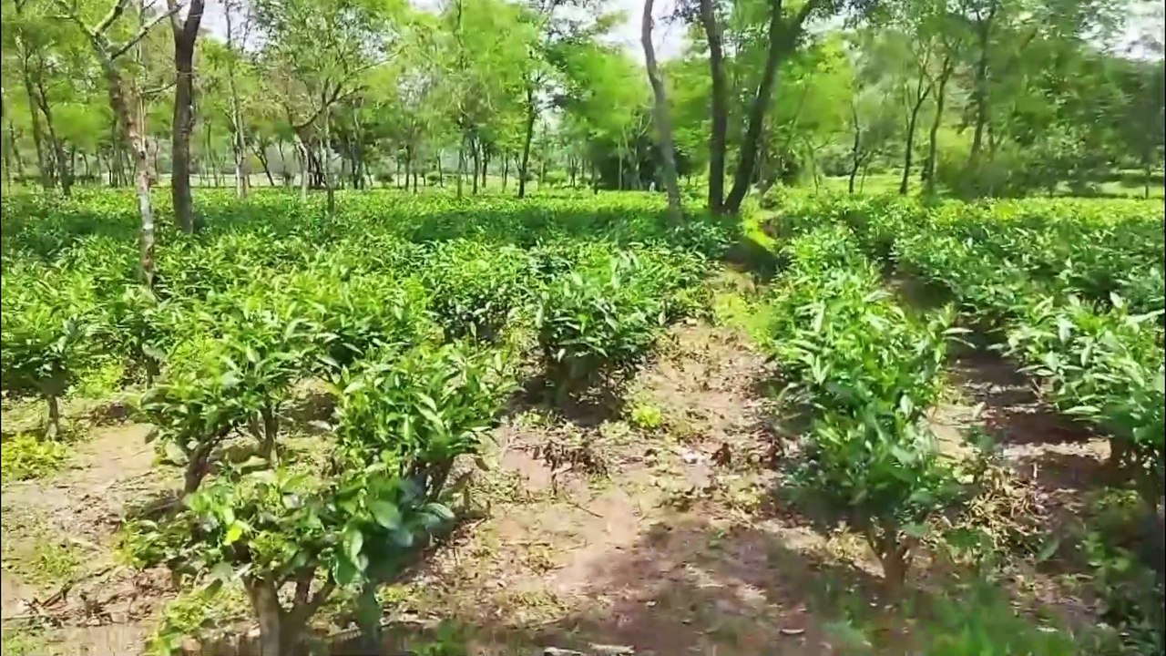 Sylhet Travel Highlights – Scenic Nature & Tea Gardens