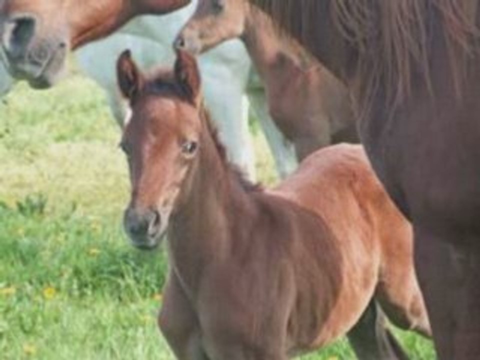 Djemila, cette vidéo est faite pour toi