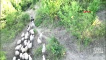 Kurdun koyunlara saldırısı dron ile önlendi