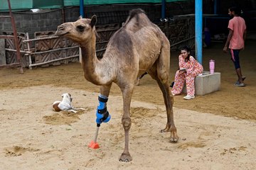 Pakistani camel relearns to walk with prosthetic leg