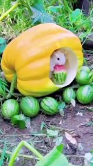 "The rabbit is eating a watermelon.