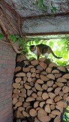 And What Is Your Favourite Place During Summer? ☀️ Is It Filled With Chill, Shade & Zero Stress? #cats #funnycats