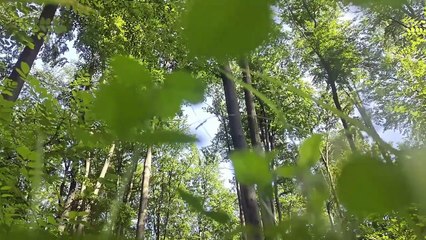 Nature Forest Ambience - Sleep&Relaxation 4K Video
