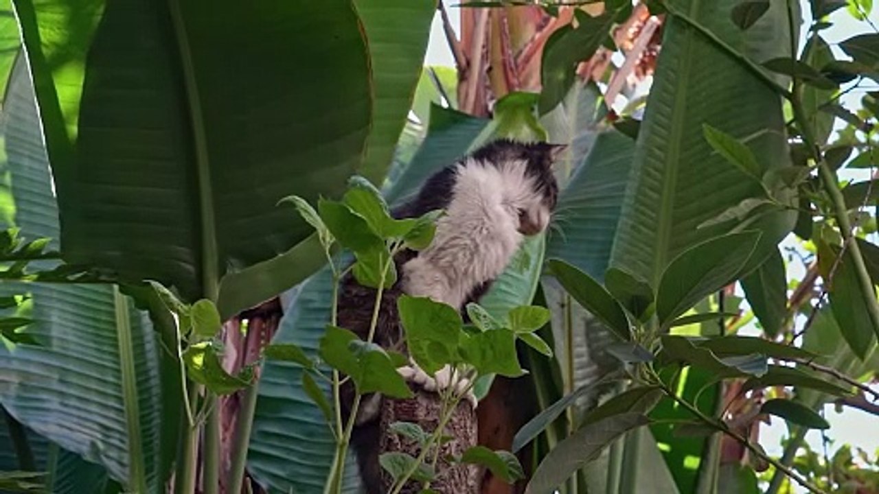 Warum Chippen und Registrieren von Hunden und Katzen so wichtig ist