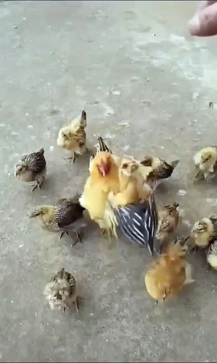 Little chicken took high leap for food.