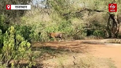 मानसून में बाघों की सरकती सीमाएं: सरिस्का में रेडियो कॉलर और कैमरों से बढ़ेगी निगरानी