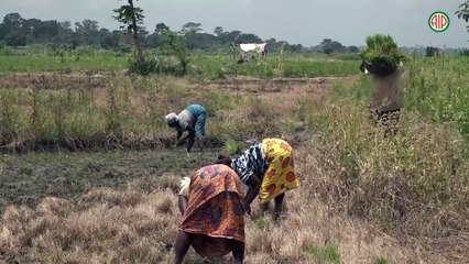 Région-Daloa / Des riziculteurs produisent du riz irrigué dans les bas-fonds en périphérie de la ville de Daloa