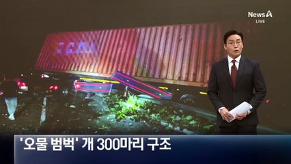 번식장서 ‘오물 범벅’ 개 300마리 구조