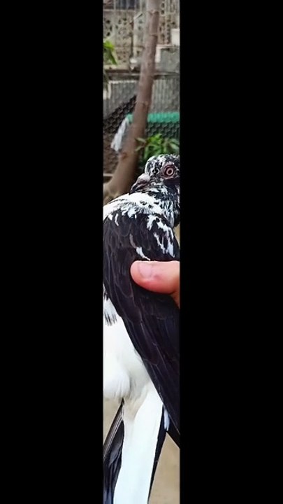 Pigeon fly