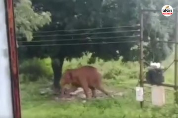 मादा हाथी का उत्पात