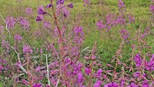 Flori de munte