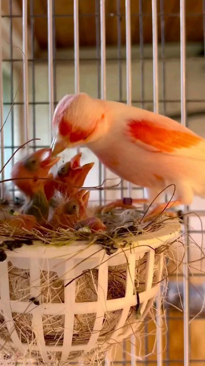 Canary Bird with Chicks _ Mosaic _ Aviary Birds
