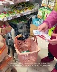 This dog has won everyone's heart in the city!