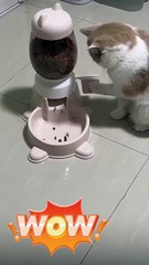 Super cute daily routine, the kitten learned to get his own food and also helped me feed the cats!