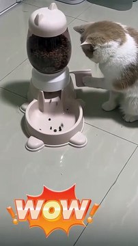 Super cute daily routine, the kitten learned to get his own food and also helped me feed the cats!