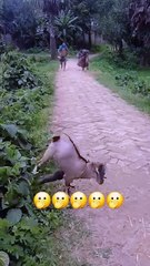 🤔🤔🤔_#funny_#foryou(360p)