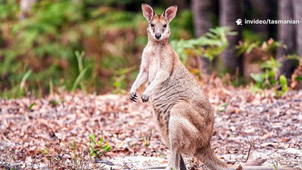 Extinct But Not Forgotten_ The Haunting  2025-07-26