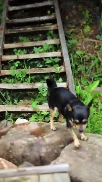 Os animais mais fofos do mundo n•89