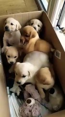 cute puppies #puppy #puppies #cuteanimals #youtubeshorts #cutedog