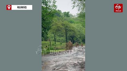 વરસાદના વધામણા સાથે ગીરમાં સિંહોની વેકેશન પૂર્વેની અંતિમ લટાર, વીડિયો જુઓ...