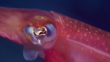 Animal Planet, Predators in the sea of Cortez: The Humboldt squid