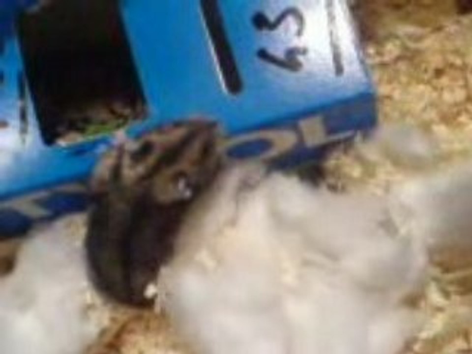 hamster