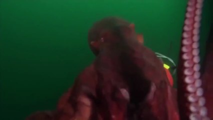 Animal Planet: The giant octopus of the ocean