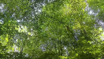 Forest Walk — Relaxing Nature Sounds, Birds Singing, Virtual Walking Video
