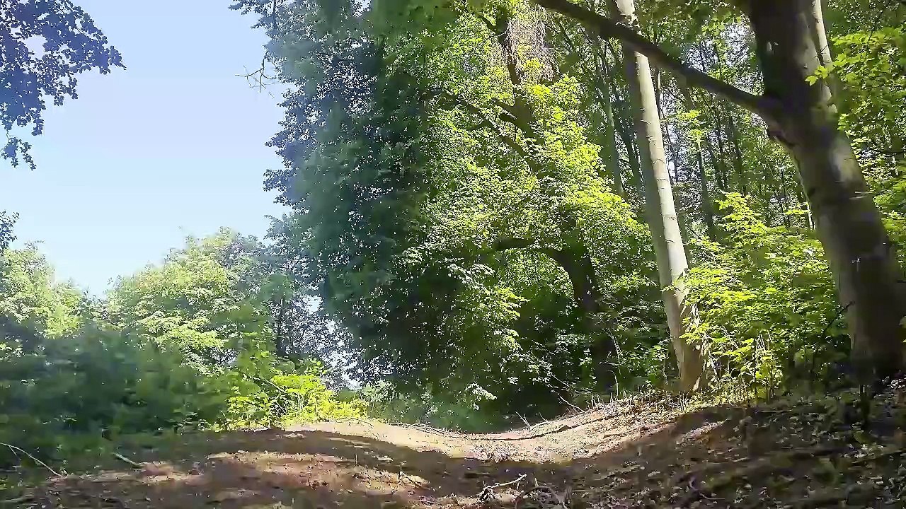 Soothing Forest Ambience with Birds Chirping – Deep Relaxation, Sleep, Meditation, Nature Background