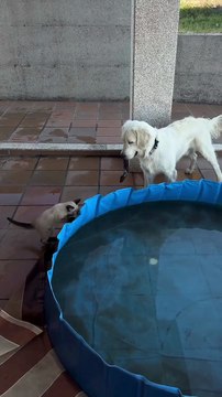 😾Pues que envidioso Firu 🐕