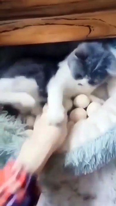 Deja mis huevitos 😾