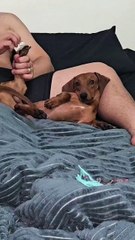 Ayy no ni dios lo mandé 🐕