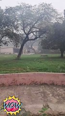 A true icon of strength in the wild. #IndianBison #Gaur #WildlifeIndia #NaturePower #ForestGiant