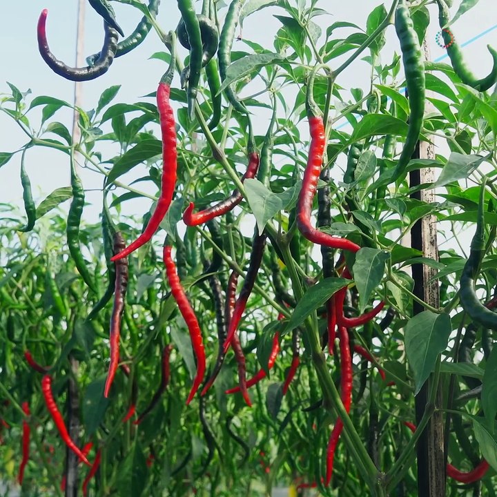 Planting peppers in a pot! 🌶️